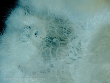 Giant Plumose anemone (Metridium farcimen)