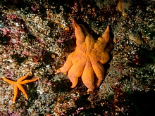 Northern Sun Star (Solaster endica)