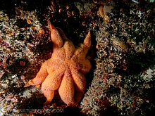 Northern Sun Star (Solaster endica)