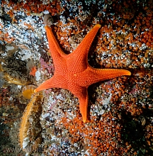 Vermillion Star (Mediaster aequalis)