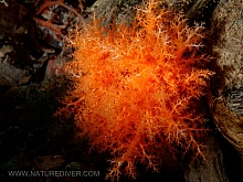 Red Sea Cucumber (Cucumaria miniata)