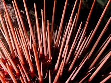 Red Sea Urchin (Strongylocentrotus franciscanus)