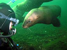 Don with California Sea Lion - Hornby Island