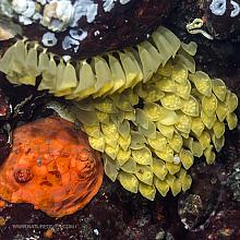Leafy Hornmouth Eggs and Creeping Pedal Sea Cucumber