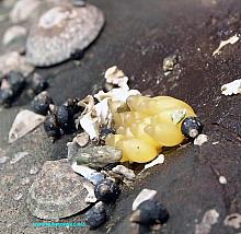 Snail eggs 1