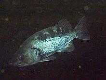 Black Rockfish (Sebastes melanops)