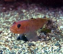 Blackeye Goby (Coryphopterus nicholsi)