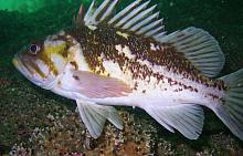 Copper Rockfish (Sebastes caurinus)