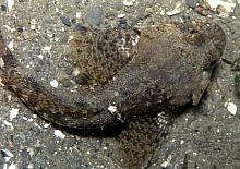 Great Sculpin (Myoxocephalus polyacanthocephalus)