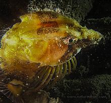 Grunt Sculpin (Rhamphocottus richardsonii) P2250054