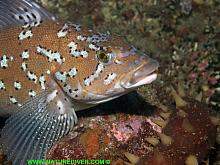 Kelp Greenling (Hexagrammos decagrammus)