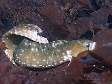 Penpoint Gunnel (Apodichtys flavidus)