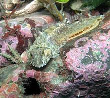 Spinyhead Sculpin (Dasycottus setiger)