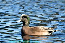 American Wigeon (Anas americana)