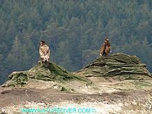 Bald Eagle (Haliaeetus leucocephalus) - juvenile