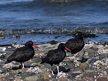 Black Oystercatcher (Haematopus bachmani)