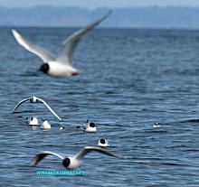 Bonaparte's Gull (Larus philadelphia)