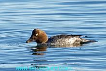 Common Goldeneye (Bucephala clangula) - female