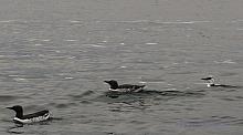 Common Murre (Uria aalge)