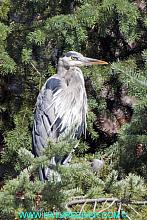 Great Blue Heron (Ardea herodias)