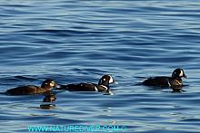 Harlequin Duck (Histrionicus histrionicus)