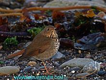 Hermit Thrush 