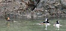 Hooded Merganser - male and female