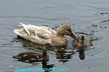 Mallard - female with ducklings