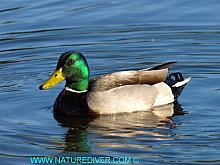 Mallard - male (Anas platyrhynchos)