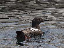 Pigeon Guillemot (Cepphus columba) 2