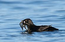 Rhinoceros Auklet (Cerorhinca monocerata)