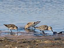 Sanderling (Calidris alba)