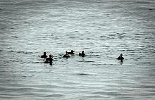 Surf Scoter (Melanitta perspicillata)