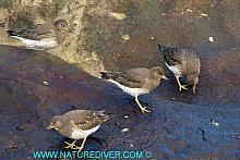 Surfbird (Aphriza virgata)