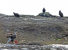 Turkey Vultures (Coragyps atratus)