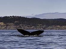 Humpback Whale (Megaptera novaeangliae)