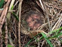 P5060002-2Towhee 4 hatchlings May 6