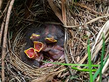 P5080008 Towhee hatchlings May 8