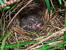 P5100004 Towhee hatchlings May 10 am