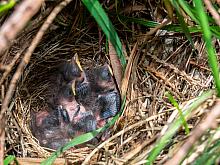 P5100006 Towhee hatchlings May 10 pm