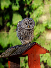 Barred Owl