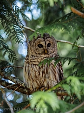 Barred Owl 2023 (1 of 11)