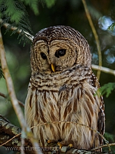 Barred Owl 2023 (4 of 11)