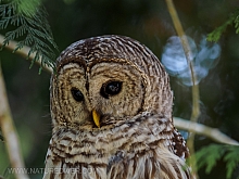 Barred Owl 2023 (5 of 11)