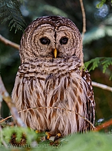 Barred Owl 2023 (7 of 11)