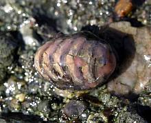 Dwarf Chiton (Leptochiton rugatus)