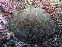 Giant Gumboot Chiton (Cryptochiton stelleri)