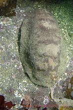 Giant Gumboot Chiton (Cryptochiton stelleri)1