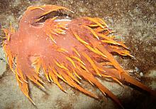 Giant Nudibranch (Dendronotus irus)-orange