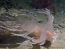 Giant Nudibranch (Dendronotus irus)